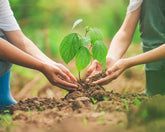 2026 Eco-Funeral Trends: Why Biodegradable Urns Are Suddenly Everywhere