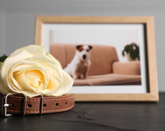 Pet Grief Stages and Real Feelings: A Kindness Checklist and End‑of‑Life Planning Guide for Pets