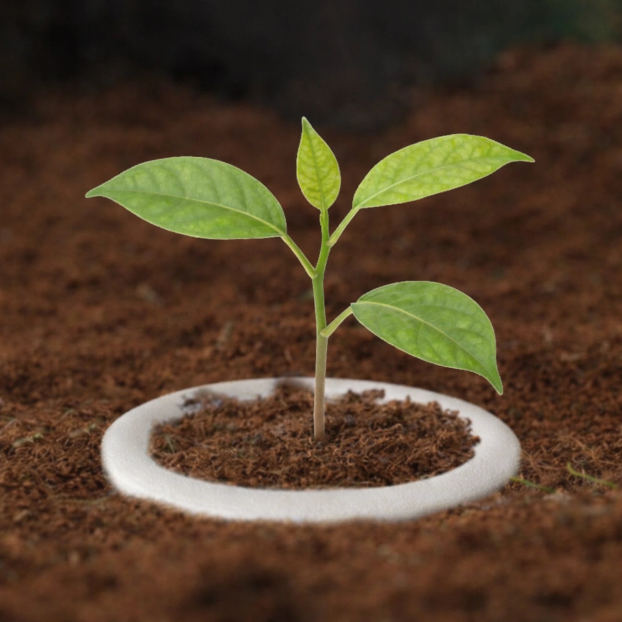 Biodegradable Urn for Ashes Dual-Chamber Planting & Tree pods Burial Urn,Sugarcane Fiber Memorial Urn,Earth Friendly Eco Urn for Human Ashes & Pet Ashes Living urn,210Cu in