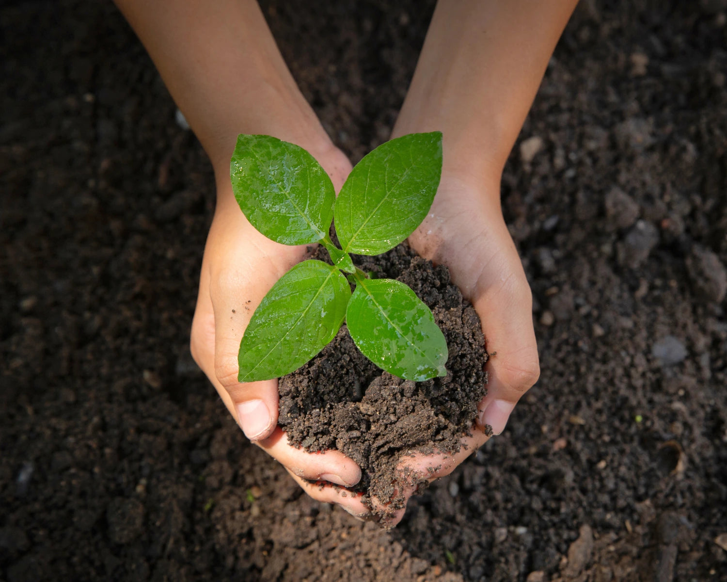 Close-up of a sapling in rich soil held by two hands, representing growth and sustainability